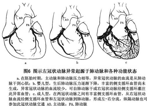 答:心脏冠状动脉循环:主动脉→冠状动脉窦