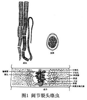阔节裂头绦虫的生活史也与曼氏迭宫绦虫大致相同.